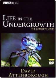 BBC Life in the Undergrowth Box Set.